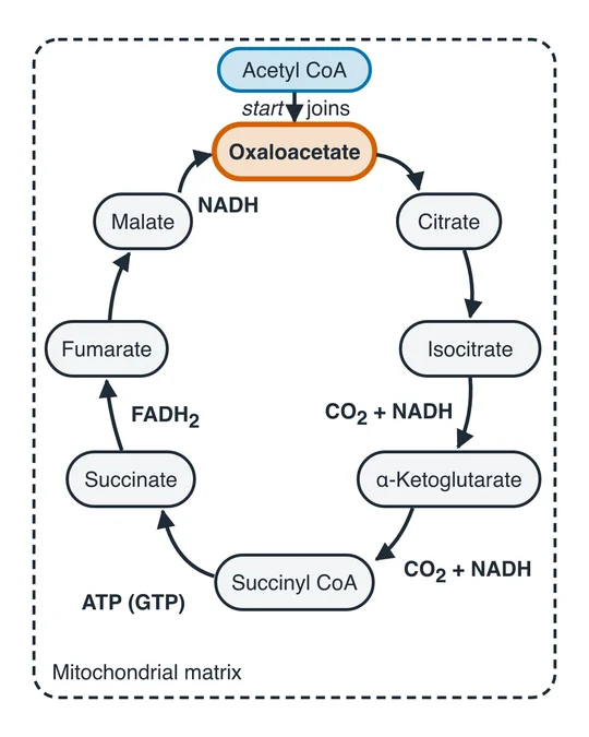 An AI-drawn diagram of the Krebs cycle with every step, NADH, FADH2, CO2 and ATP labeled.