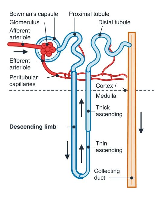 An AI-drawn diagram of a nephron with the glomerulus, tubules, limbs and collecting duct labeled.